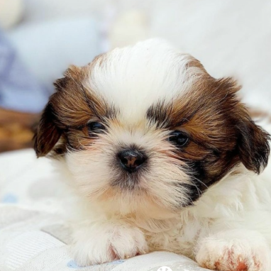 cachorros-shihtzu-1