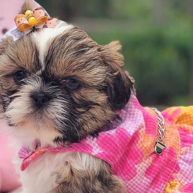 cachorros-shihtzu-3