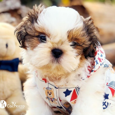 cachorros-shihtzu-4