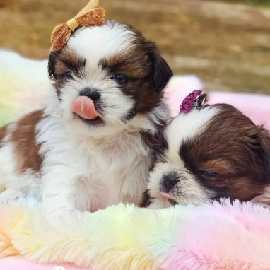 cachorros-shihtzu-5