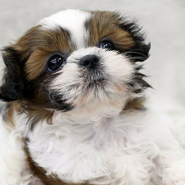 cachorros-shihtzu-7