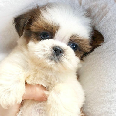 cachorros-shihtzu-8